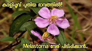 Melastoma Plant care Malayalam  കദളിപ്പൂവ് പുതിയ ഭാവത്തിൽ [upl. by Weinhardt]