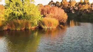 Pauls Wetland Wendouree [upl. by Eustacia587]