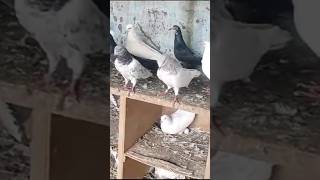 Fancy Panjabi kabutar amazing pigeon bird kabootar animals pegeon pets viralvideo short [upl. by Rorke]