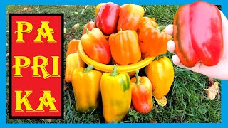 Paprikaschoten im Garten anbauen  Paprika von der Aussaat bis zur Ernte  Paprika nachreifen lassen [upl. by Ennaylloh384]