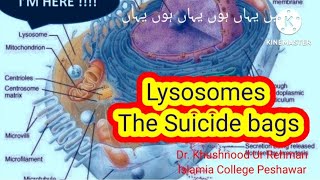 Lysosome the cell organelle Expert Level lecture [upl. by Stargell]