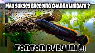 Cara Breeding Channa Limbata  Step by step [upl. by Aklim]