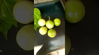 Passion fruit or betel leaf harvestyoutubeshorts ytshort viral [upl. by Draw420]