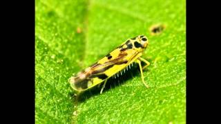 Rice leafhoppers and Planthoppers [upl. by Rodrique]