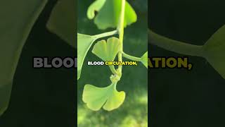 🌿Ginkgo Biloba Health Benefits 🌿2024🌿 healthandwellness facts herbalhelp [upl. by Aveneg987]