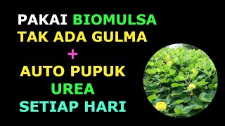 Pengendalian Gulma Dengan BioMulsa Alami Penyedia Unsur Nitrogen [upl. by Annohsal]