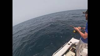 Shellharbour NSW Australia Fishing great day on the water nannygai Blue Morwong Flathead [upl. by Veradis465]