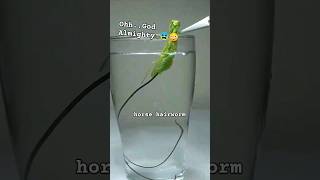 Parasitic worm extraction inside of praying mantis shorts infestation animals wildlife insects [upl. by Neetsirk]