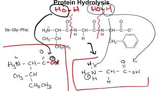 Chapter 167  Protein Hydrolysis and Denaturation [upl. by Ramah]