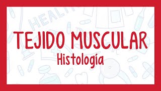 TEJIDO MUSCULAR  ¡Fácil explicación Histología [upl. by Kamin]