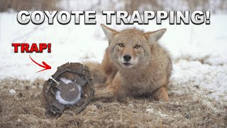 The BEST COYOTE TRAPPING Video Ever  Footage of Coyote Getting Caught [upl. by Arikahc697]