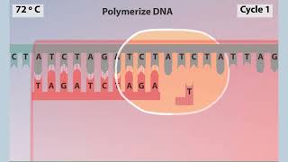 polymerase chain reaction PCR Animation [upl. by Mignonne]