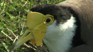 Masked Lapwing Masked Plover formerly Spurwinged Plover Vanellus miles  Maskenkiebitz 1 [upl. by Gant]