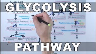 Glycolysis Pathway [upl. by Tedd]