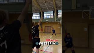 WISTERIA PEPPER WISTERIAWORLD VOLLEYBALL [upl. by Mohorva333]