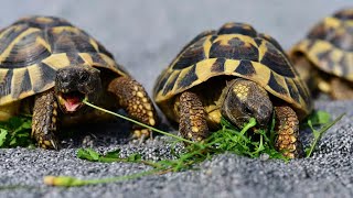 What species of tortoise is seen in todays image [upl. by Nailij935]