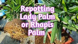 Lady Palm or Rhapis Palm  Repotting Lady Palm  Root bound Lady Palm repotting in another pot [upl. by Friedrich533]