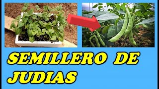 Semillero de Judías Verdes de Enrame  Germinar Alubias  Sembrar Alubias  Todo Huerta y Jardín [upl. by Ernesta]