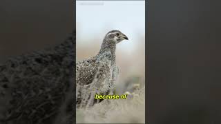 Worlds Strangest Bird Call nature [upl. by Cord]