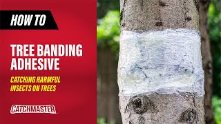 Catching Harmful Insects on Trees  Catchmaster Tree Banding Adhesive Barrier [upl. by Yttisahc375]