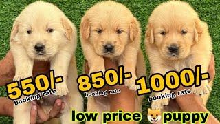 Low price puppy available in Delhi cheapest dogs market in india delivery available [upl. by Eelsnia257]