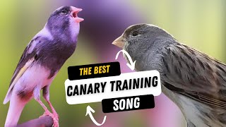 Canary s most powerful song for training  CANARY TRAINING SONG [upl. by Kriss]