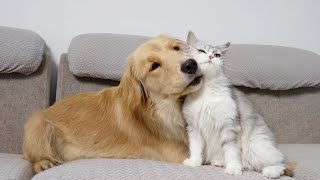 Kittens and Golden Retrievers are the Best of Friends [upl. by Indys]