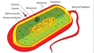 Bacteria Cell Structure [upl. by Eisnyl]