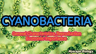 Cyanobacteria  Structure Characteristics amp Reproduction  BSMSBotany  Urdu amp Hindi [upl. by Thomey]