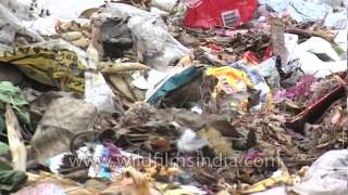 Delhi Heading towards garbage capital [upl. by Conall]