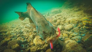 How To Catch Bass With Plastic Worms  Amazing Underwater Footage [upl. by Zetniuq787]