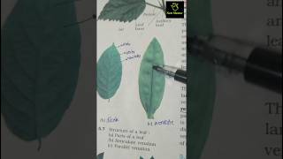 venation of leaf  morphology  ncert imp diagram class 11th ncert biology neet2025 aiims imp [upl. by Autry]