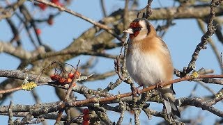 UK Garden Birds [upl. by Allehcim]