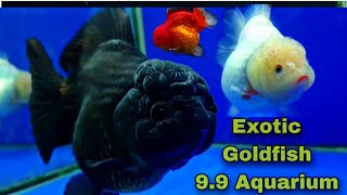 Exotic Oranda Goldfish Lionhead Goldfish at 99 Aquarium [upl. by Kazmirci]