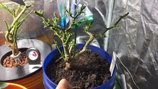 Taking Pepper Plants Inside for Overwintering [upl. by Amieva]