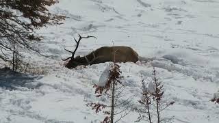 Colorado Elk Hunt 2018 White River NF Small [upl. by Ecilegna]