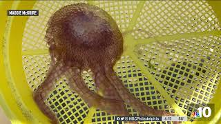 Watch Out Jellyfish Popping Up on NJ Shore Pack a Painful Sting [upl. by Staci500]