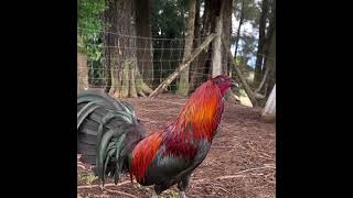 Black Mcrae gamefowl gamefarm [upl. by Freudberg]