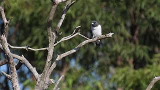 Whitebreasted Woodswallow Hervey Bay Qld [upl. by Belcher]