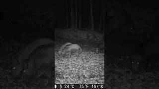 Wild boars in action Filmed with TECHNAXX  Mini Natue Wild Cam TX117 hunting wildboar wildlife [upl. by Anigriv]