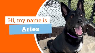 Check Out WhipSmart and Super Athletic adoptabledog ARIES [upl. by Auoh]