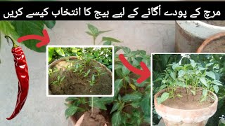 How to germinate chilli seeds My first attempt to grow chillies plants How to grow chilli plant [upl. by Ellebanna]