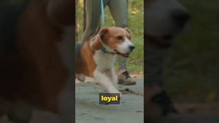 16American English Coonhound Dog shorts viral dogshorts [upl. by Nyl9]