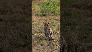 Leopard Misjudges Hunt and Antelope Gets Away [upl. by Steady]