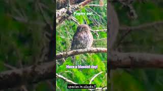 Northern Pygmy Owl [upl. by Dollar585]