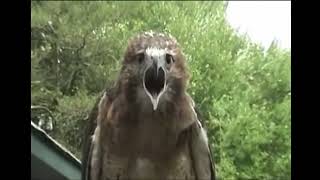 Redtail hawk screaming [upl. by Alenoel412]