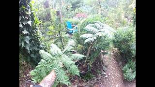 Tasmanian amp Australian tree ferns are different [upl. by Ayela875]