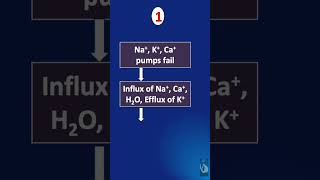 Shorts  118 IschemiaReperfusion Injury IRI  What happens during the ischemia phase [upl. by Abdu]