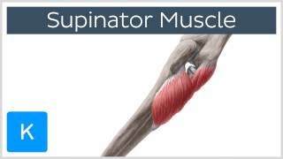 Supinator Muscle  Origins amp Function  Human Anatomy  Kenhub [upl. by Pence958]