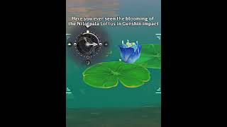 Have you ever seen the blooming of the Nilotpala Lottus in Genshin impactgenshinimpact51 genshin [upl. by Tidwell]